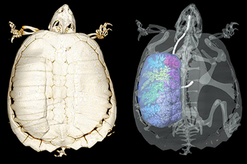 turtle 3d model